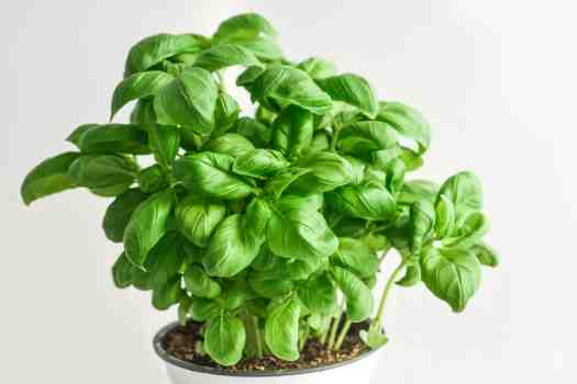 바질 (Basil)