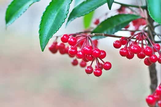 백량금 (Ardisia crenata)