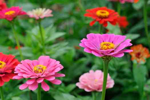 백일홍 Zinnia