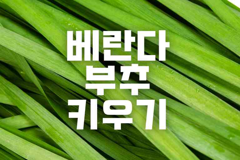 베란다 부추 키우기 10단계 과정, 아주 쉬워요