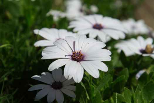 사계국화 (Grass daisy)