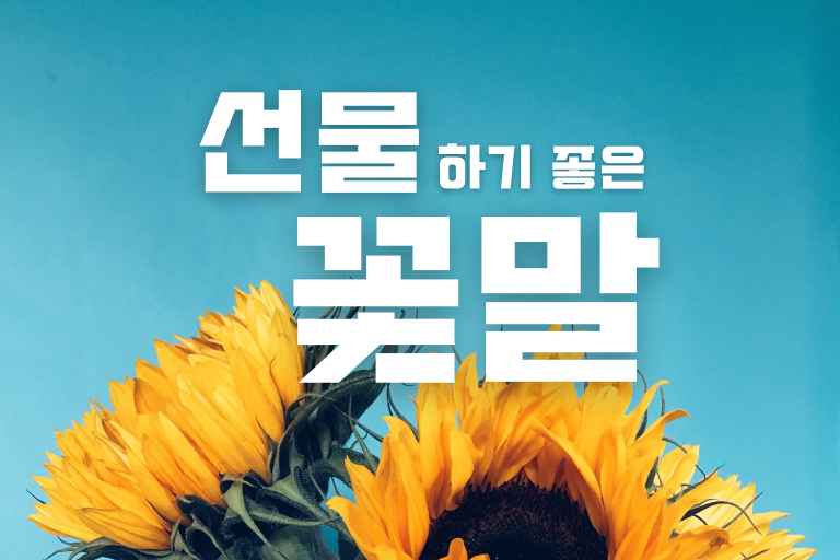 선물하기 좋은 꽃말 best 19 (사랑, 감사, 축하, 응원)