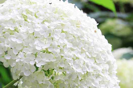 수국 (Hydrangea)