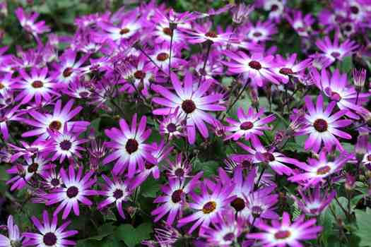 시네라리아 Cineraria