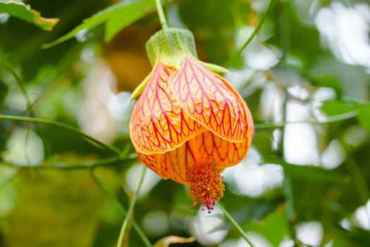 아브틸론 (Abutilon hybridum)