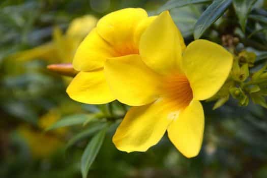 알라만다 (Allamanda)