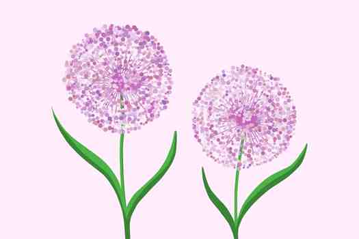 알리움 Allium