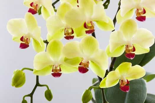 에일리 (Phalaenopsis, Moth orchid)