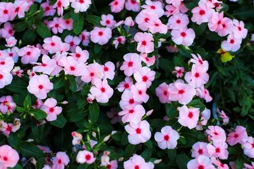 일일초 (Catharanthus)