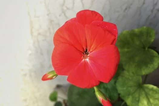 제라늄 (Pelargonium inquinans)