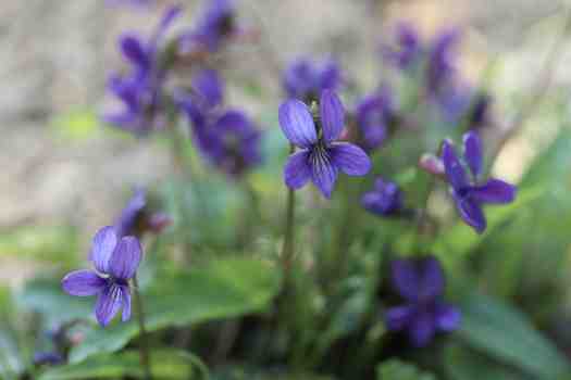 제비꽃 violet