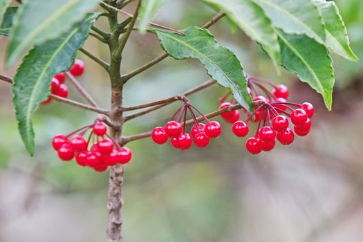 천냥금 (Ardisia japonica)