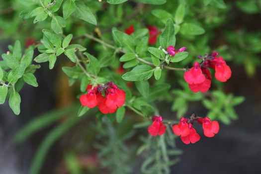 체리세이지 ( Cherry Sage Salvia microphylla)