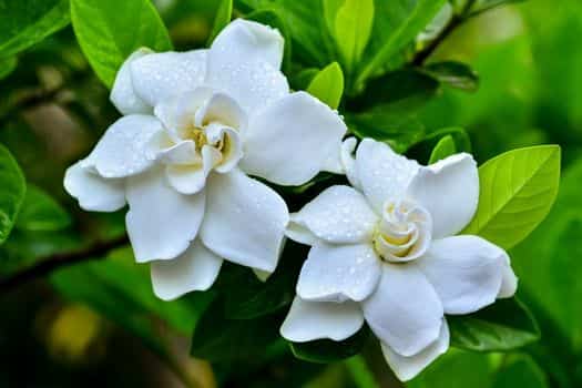 치자 (Gardenia jasminoides)