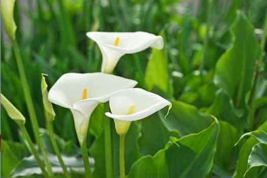 카라 (Calla)