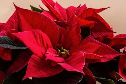 포인세티아 (Poinsettia)