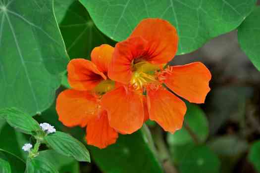 한련화 Tropaeolum