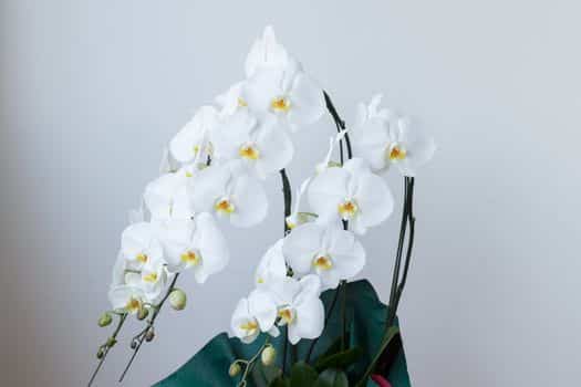 호접란 화이트민트 (Phalaenopsis, Moth orchid)