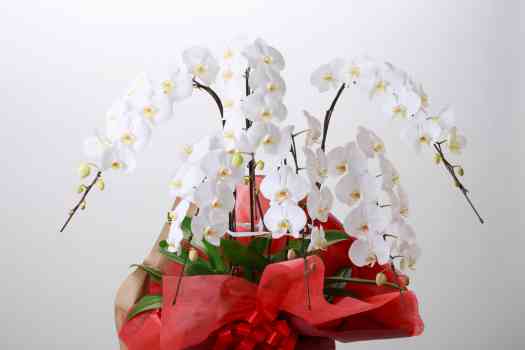 흰꽃 호접란