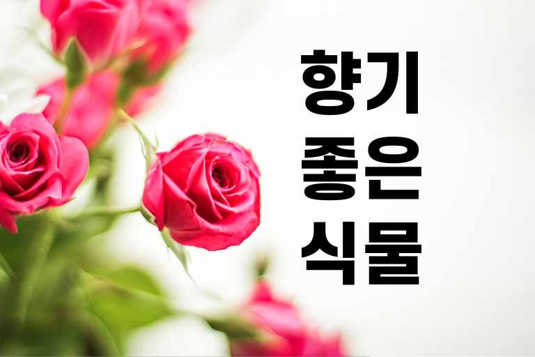 향기 좋은 식물